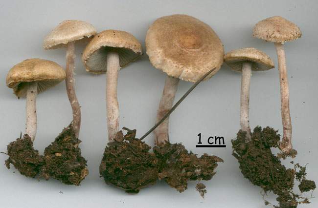 Lepiota cystophoroides